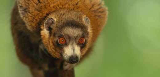 Lemur mongoz.