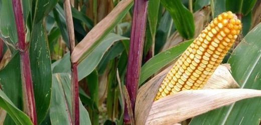 Geneticky modifikovaná kukuřice.