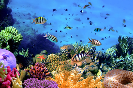 Korálové útesy jsou v ohrožení.