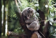 Medvídek koala.