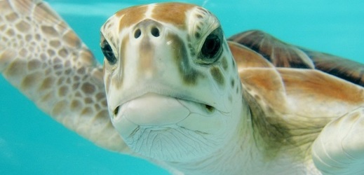 Mořských želv ve světě dramaticky ubývá.