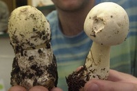 Exempláře smrtelně jedovaté muchomůrky zelené (vlevo) a jedlého žampiónu ovčího (vpravo).