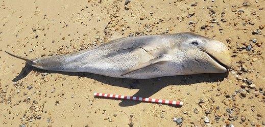 Delfín šedý uhynul na pláži v Norfolku.