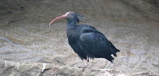 nejvzácnějšími obyvateli voliéry je devět ibisů skalních.