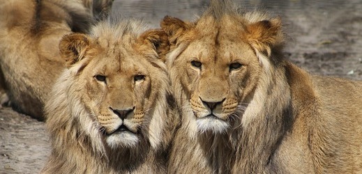 Z německé zoo utekli dva lvi, dva tygři a jeden jaguár (ilustrační foto).