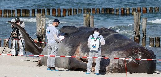 Velryba měla v žaludku plastový odpad o váze osmi kilogramů.
