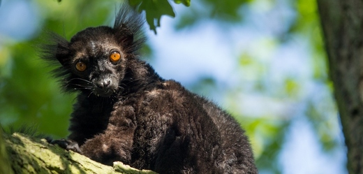 Na snímku lemur tmavý.