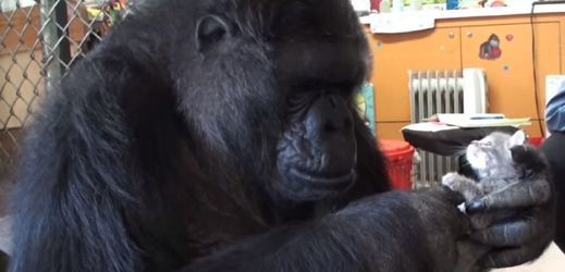 Uhynula gorila Koko, ovládala znakovou řeč a ochočila si kotě.