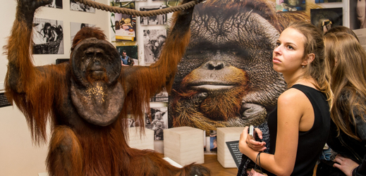 Vycpaný orangutan Ňuňák.