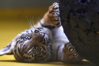 Jedno ze dvou mláďat tygra sumaterského.