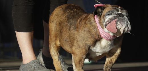 Nejošklivějším psem světa je letos anglický buldok Zsa Zsa.