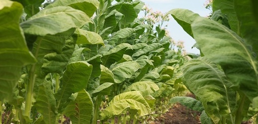 Tabáková plantáž (ilustrační foto). 