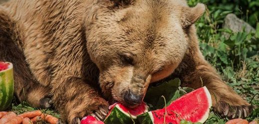 Zákupský medvěd Medoušek miluje ovoce, dostal i dort.