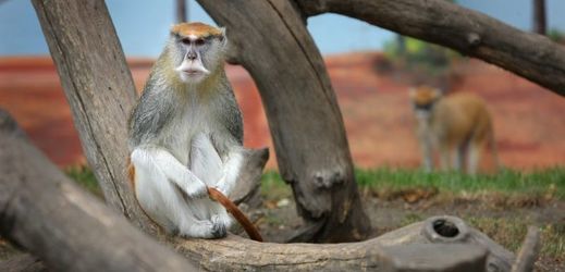Opice, Zoo v Hluboké nad Vltavou.