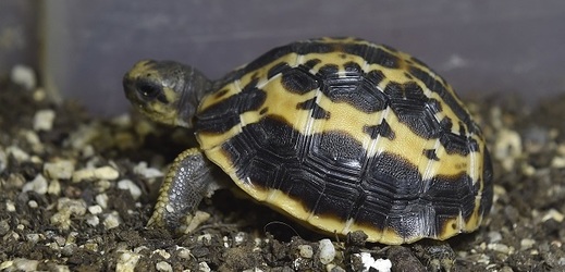 Brněnská zoo zaznamenala chovatelský úspěch, v inkubátoru se vylíhlo druhé mládě severního poddruhu vzácné želvy pavoukovité.