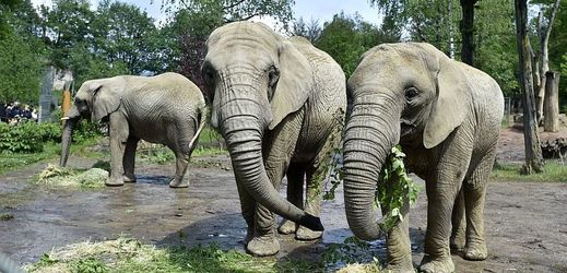 Na snímku jsou slonice ze zlínské zoo. Zleva: Kálí, Ulu a Zola.