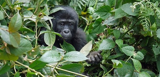 Čína chce do svých zoo ohrožené druhy zvířat z Konga (ilustrační foto).