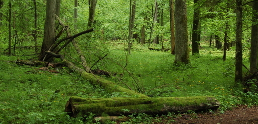  Bělověžský prales. 