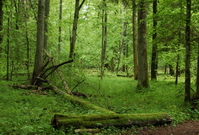  Bělověžský prales. 