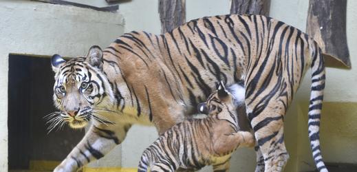 Jedno ze dvou mláďat (dole) tygrů sumaterských pije od své matky Činty v jihlavské zoo