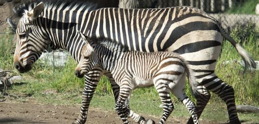 Zebra s mládětem.