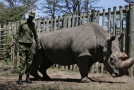 Sudan, poslední severní bílý nosorožec, zemřel v březnu tohoto roku.