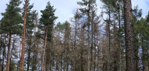 Lesy ČR (ilustrační foto).