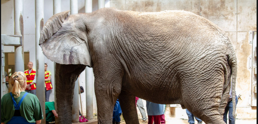 Na operaci slona v Tallinské zoo se podílelo přes 60 lidí. 