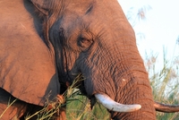 Slon africký, ilustrační fotografie. 