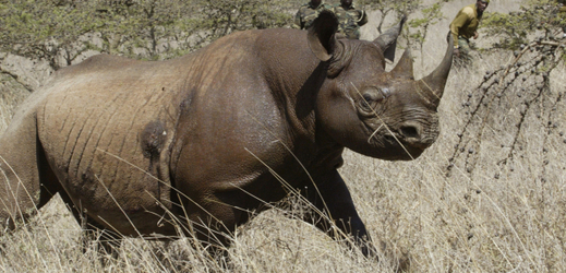 V Keni uhynulo sedm kriticky ohrožených nosorožců.