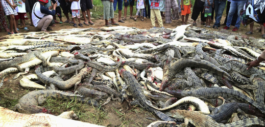Krokodýli byli pozabíjeni indonéskými vesničany. 