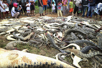 Krokodýli byli pozabíjeni indonéskými vesničany. 