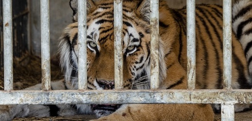Jeden z tygrů, kteří unikli z Bioparku Štít.
