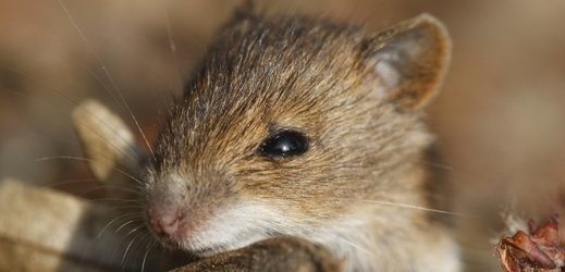 Hasiči riskovali životy, aby zachránili polní myš