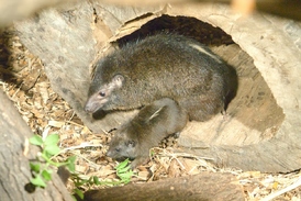 Damani pralesní jsou v Zoo Ostrava k vidění v noční expozici.