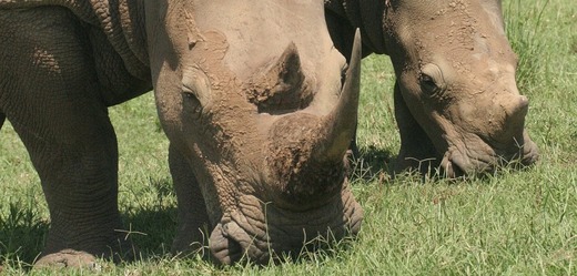 Nosorožec dvourohý.