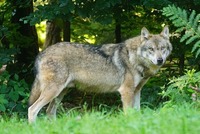 Vlk (ilustrační foto).
