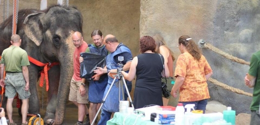 Operace indické slonice Kaly v ústecké zoo.