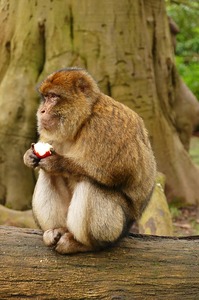 V bangkokské metropoli žijí stovky makaků (ilustrační foto).