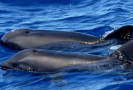 Hybrida delfína a velryby objevili poblíž jednoho z havajských ostrovů.