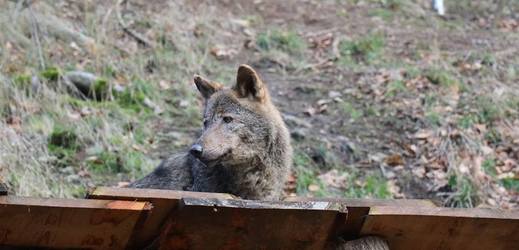 Vlci se vrátili ze zoo v Brně, kde byli v dočasné péči.