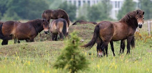 Divocí koně v přírodní rezervaci v Milovicích. 
