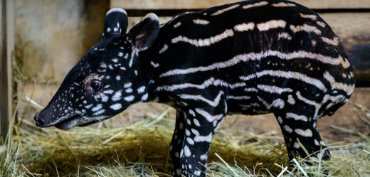 Desetidenní mládě tapíra čabrakového.