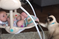 VIDEO: Kočka se starala o miminko, houpala ho v kolébce