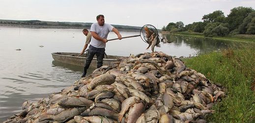Rybníkáři vytahují uhynulé ryby z rybníku Nesyt na Břeclavsku.