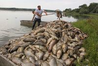 Odstraňování leklých ryb v rybníku Nesyt.