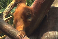 Na výrobu palmového oleje doplácejí orangutani.