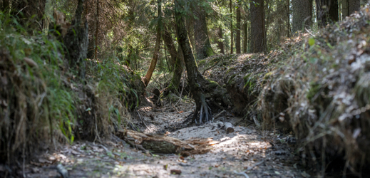 Dlouhodobé sucho se promítá i do hospodaření v hradeckých městských lesích. Na snímku je vyschlé koryto Šanoveckého potoka.