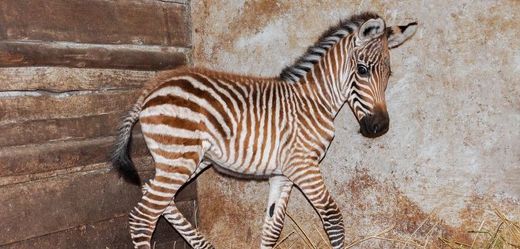 Týdenní mládě zebry Böhmovy je už ve venkovním výběhu pražské zoo.