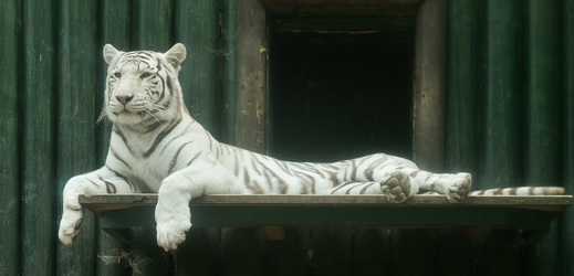 Bílý tygr v liberecké zoo. 
